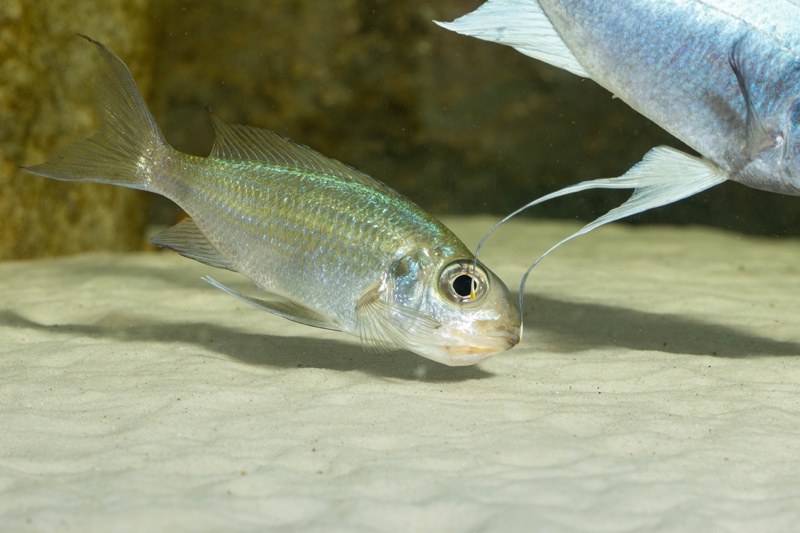 Ophthalmotilapia ventralis 'Kafyoko Point'